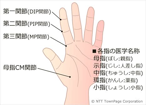 手指第一指節|指の第一関節とは？痛みの原因と対処法を徹底解説｜ 